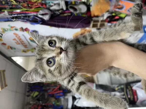 Çok Özel British Shorthair Yavrularımız