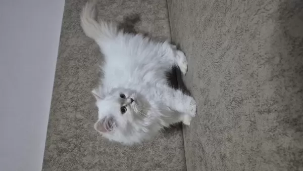 3 Aylık Dişi British Longhair