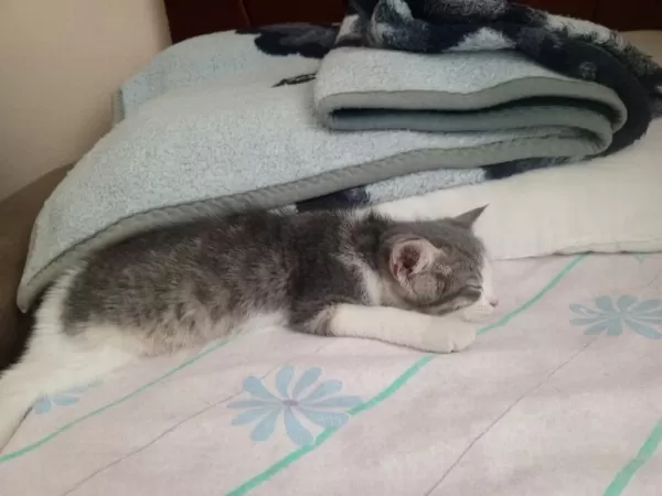 Yavru Kedilerimiz Yeni Ailesini Arıyor