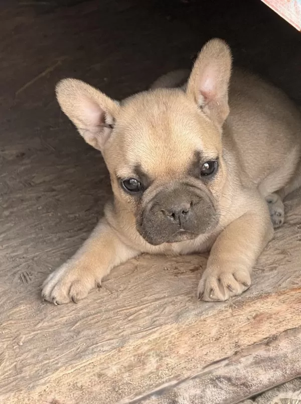 Çok Acil Sahiplendirilecek Dişi French Bulldog Yavrum