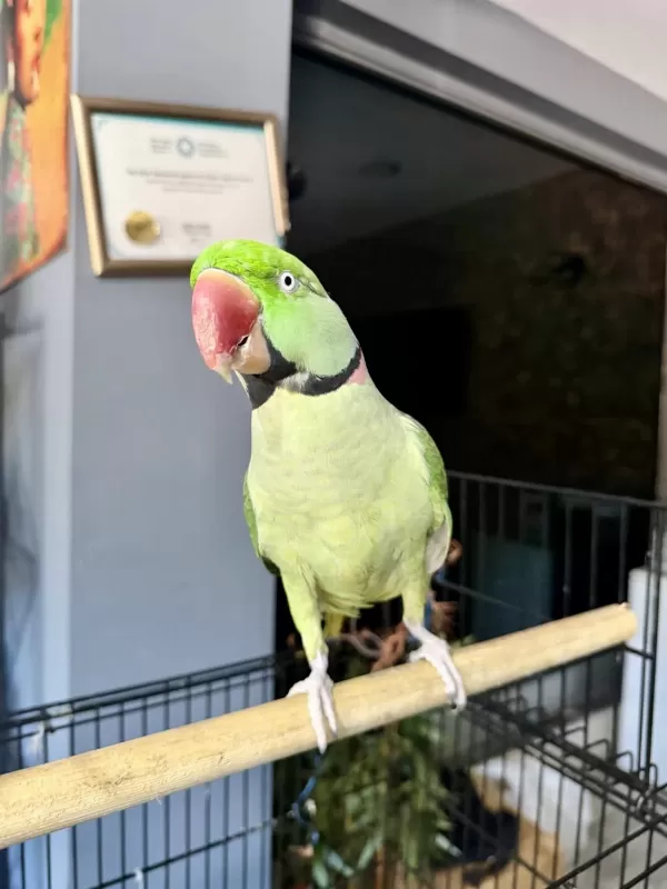 Konuşan Erkek Alexander Papağani Kafesiyle Birlikte
