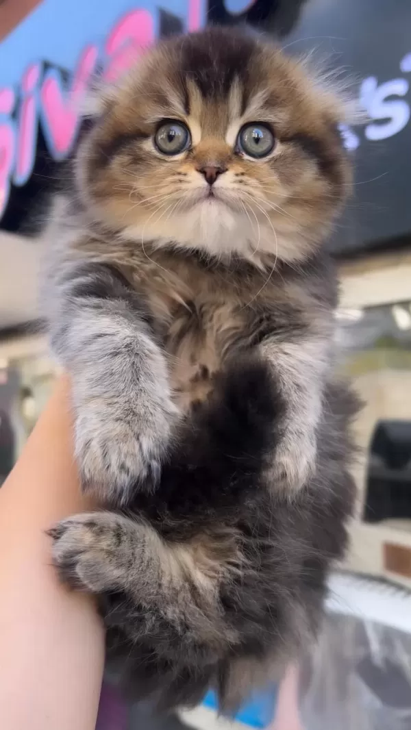 Scottish Fold Dişi Golden Mükemmel Bebeğim