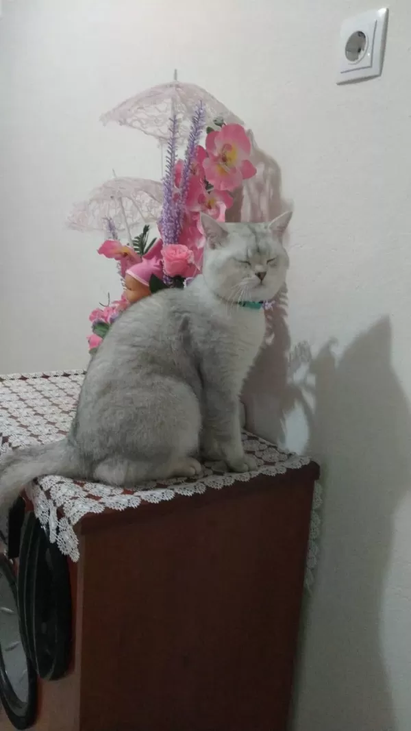 2 Aylık British Shorthair