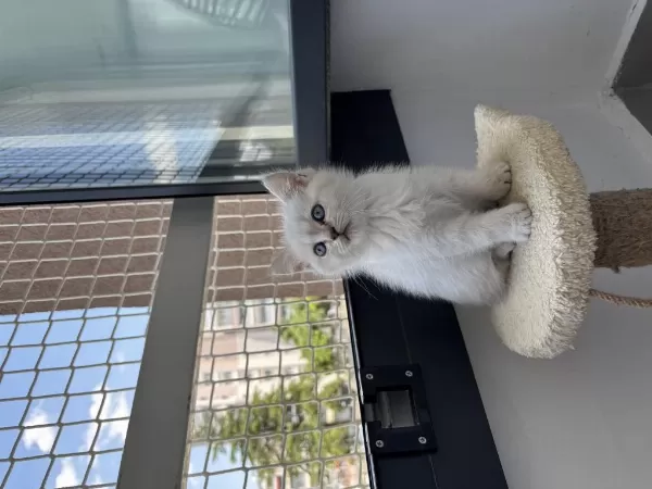 Beyaz British Shorthair 2 Aylık