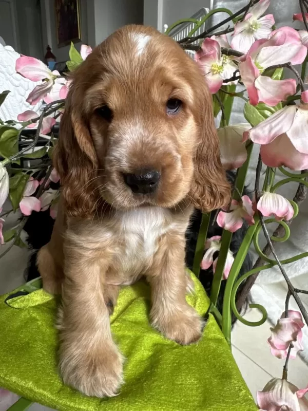 Minik Eğitimli Prenses Köpeğimiz