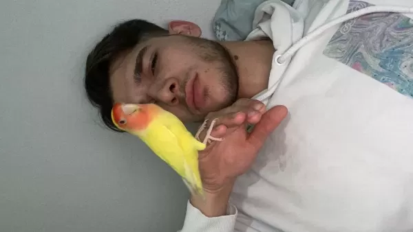 Hazır Çift Sevda Papağanı