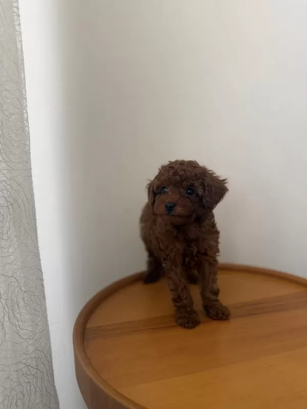 Teacup Kore Poodle Redbrown Yavrum