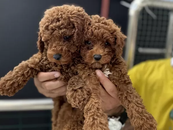 Ankarada Ziyarete Açık Kore Toy Poodle Yavrularımız