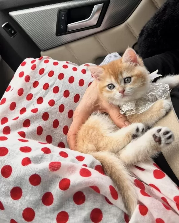Saf Kan Golden British Shorthair Yavrular (wcf Kayıtlı)