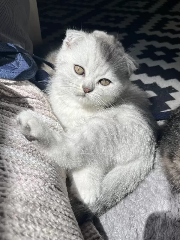 Yavru Scottish Fold Kedisi