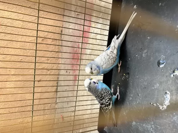 Jumbo Muhabbet Kuşu Takım