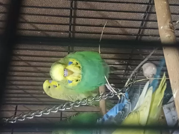 Damızlık Jumbo Erkek Ve Dişiler Show Jumbo Erkek Muhabbet