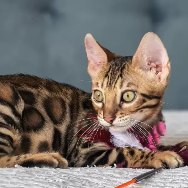 Üst Kaliteli Bengal Erkek