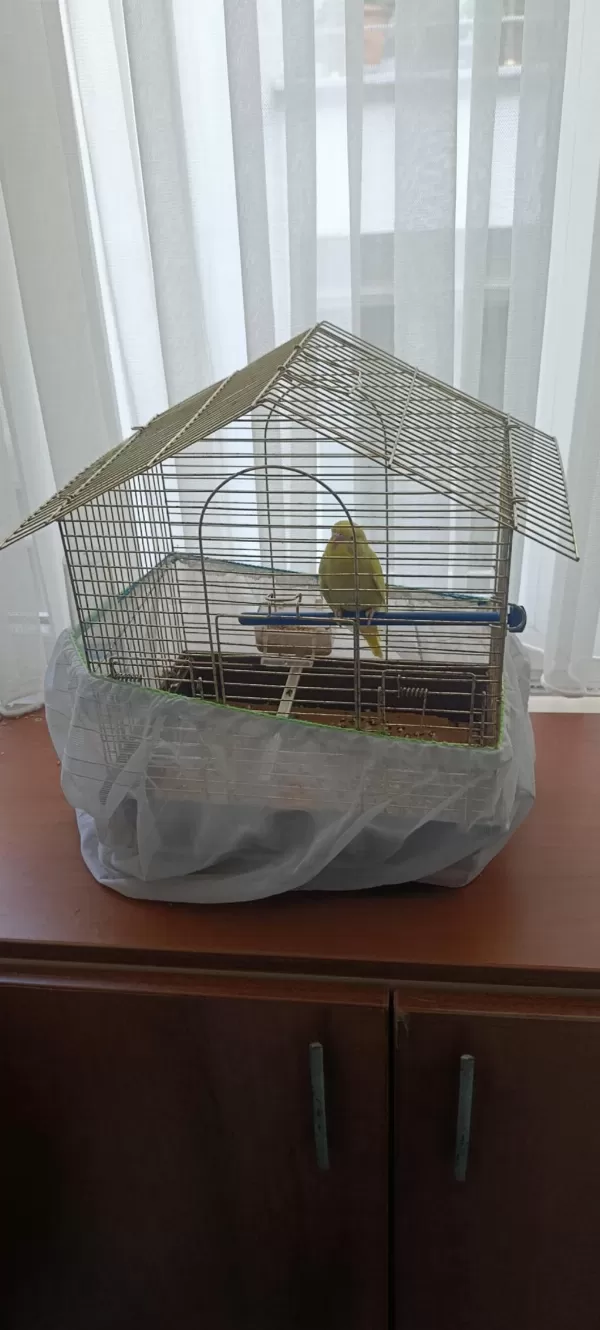 Sağlıklı Sarı Muhabbet Kuşu