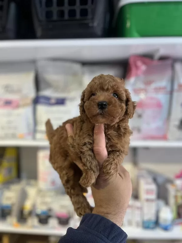 Orjinal Red Brown Kore Poodle Yavrular