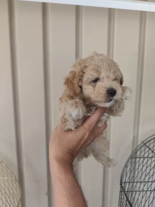 3 Erkek Kardeş Maltipoo