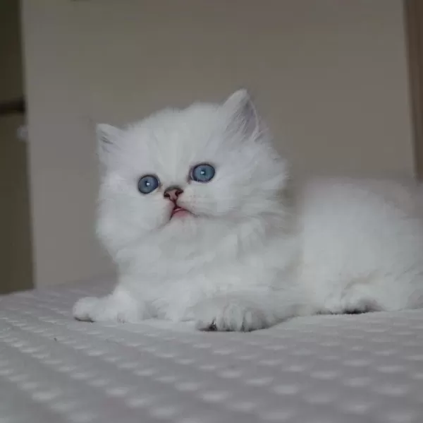 Mavi Gözlü Ve Yeşil Gözlü Scottish Fold Yavrular