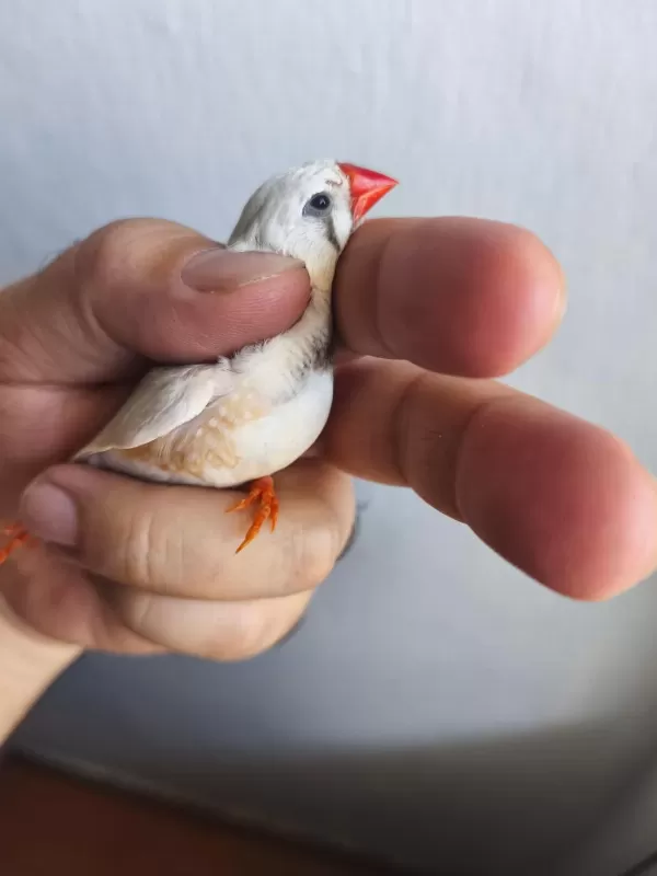 Erkek Dişi Yada Eş Bülbüller