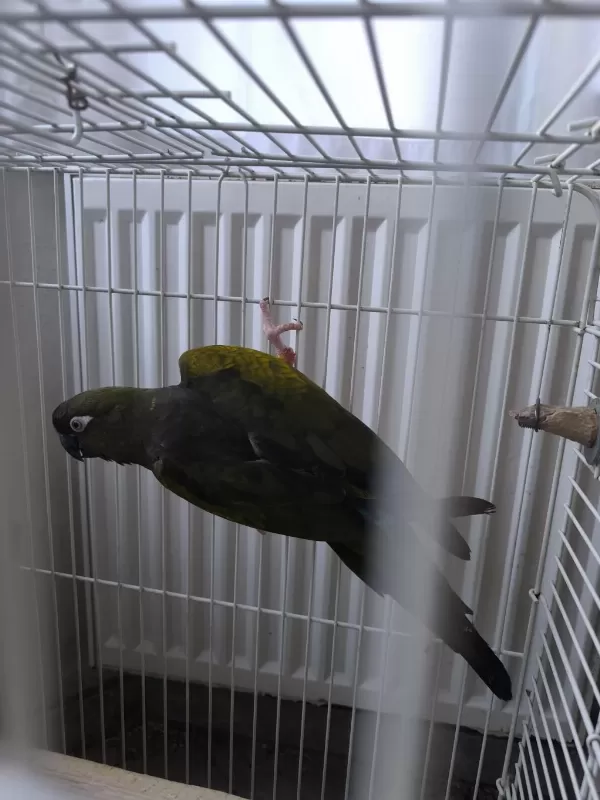 Petagonya Konur Papağani Evcil Degildir