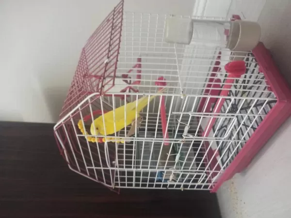 Muhabbet Kuşu Sağlıklı Ve Sevimli