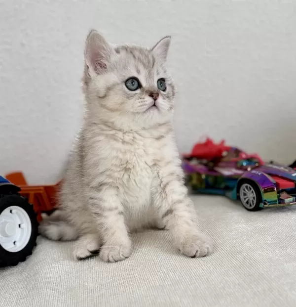 British Shorthair Bebek Kediler