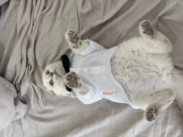 Tatlı Scottish Fold Oğlumuz Rio