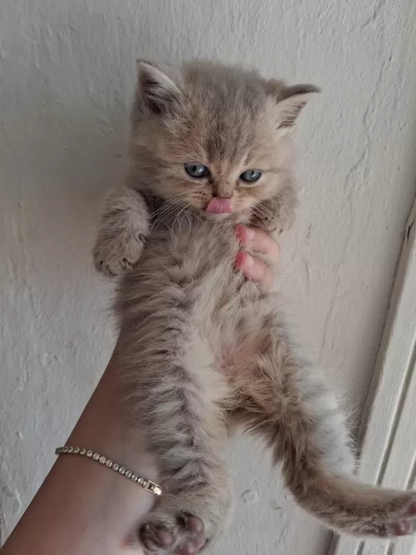 Blue Golden British Longhair Yavrular