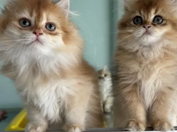 Çok Özel Golden British Longhair Yavrularımız