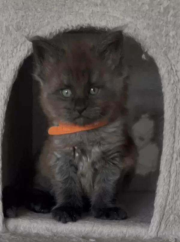 Eşi Benzeri Olmayan Show Class Maine Coon Yavrulari