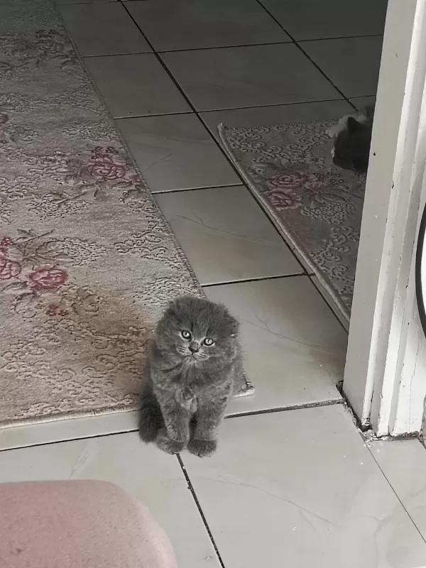 A Kalite Top Kafa Sıfır Kulak Scottish Fold