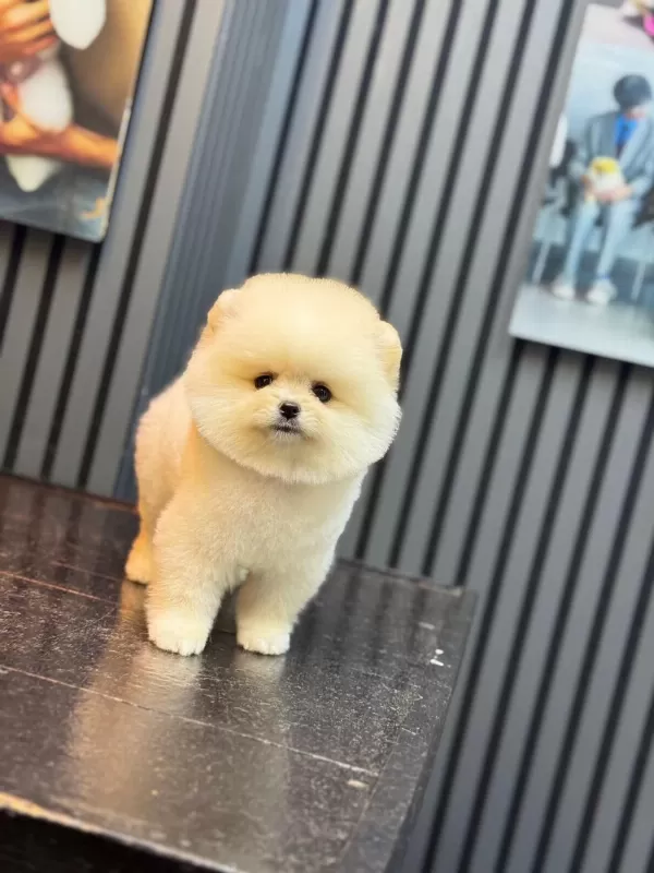 Pamuk Şekeri Pomeranian Boo