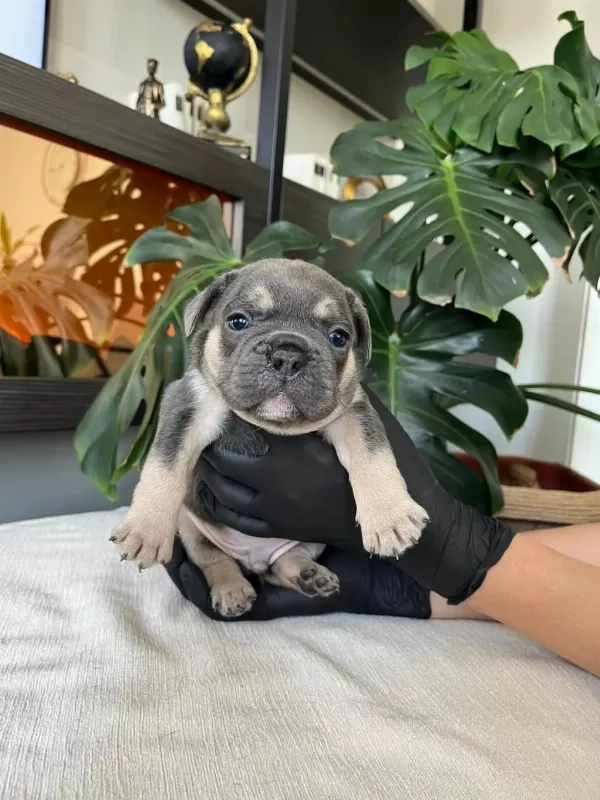 Rengarenk French Bulldog Yavrularim Egzotik
