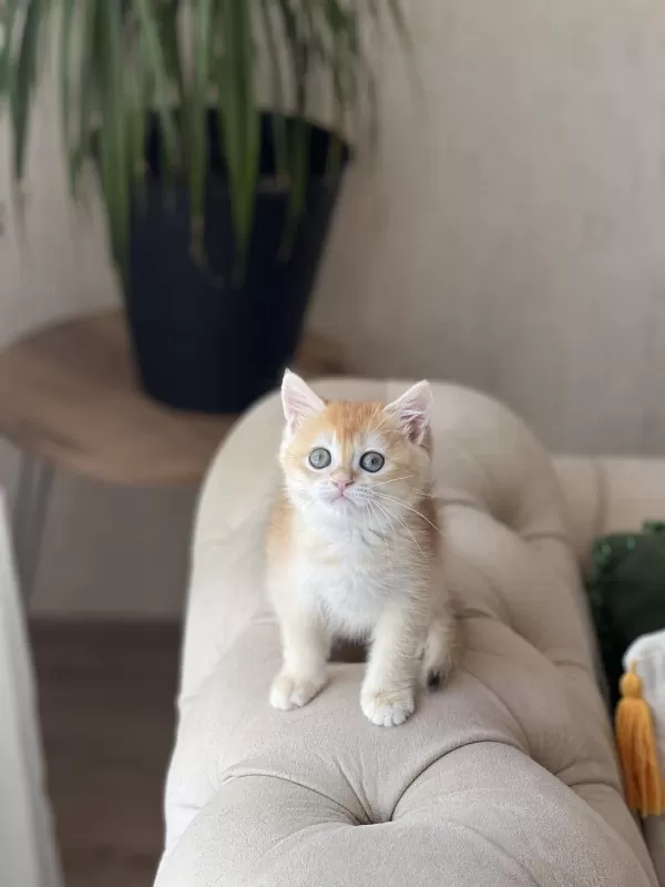 Safkan British Shorthair Golden Yavrum