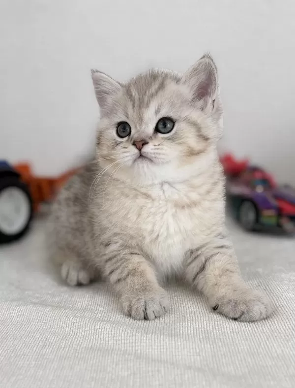 British Shorthair Bebek Kediler