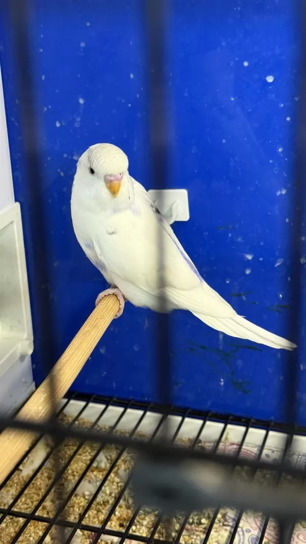 Yeni Yeme Düşmüş Mor Sp Albino Litüno Kuşlar