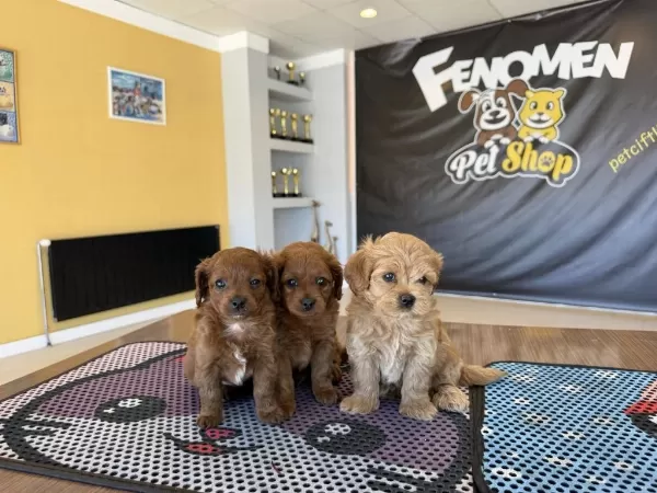 Shoooowwww Kalite Maltipoo Yavrular Ankara Mağazamızda