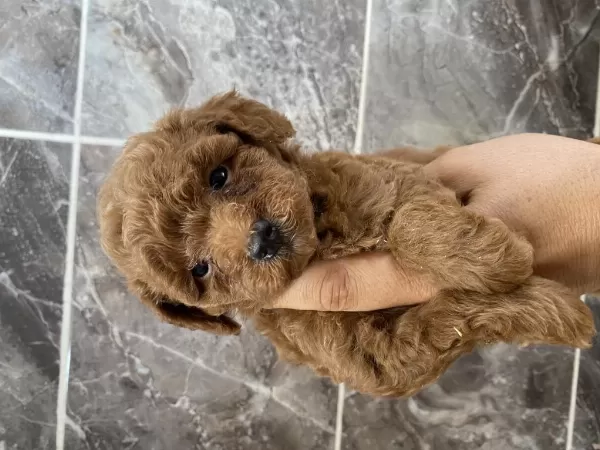 Orjinal Toy Poodle Minyatür Yavrular