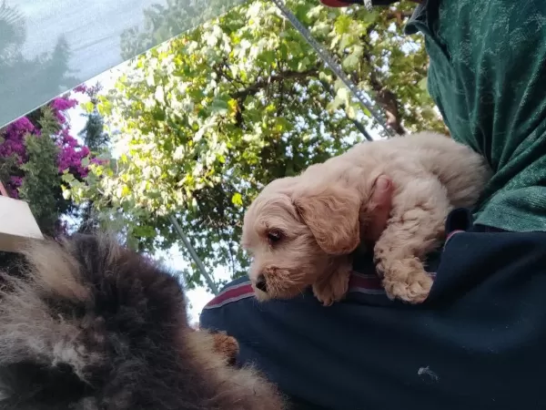 Sağlık Ve İrk Garantili Maltipoo Yavrular