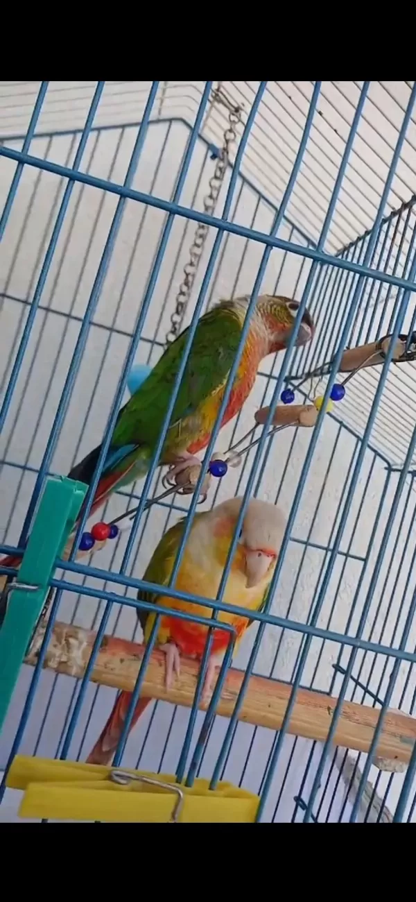 2 Adet Konur Papağanı