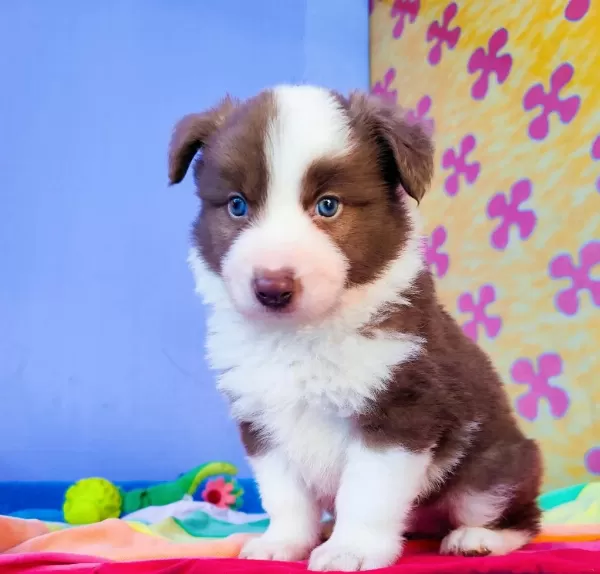 Orjinal Border Collie Yavrularımız