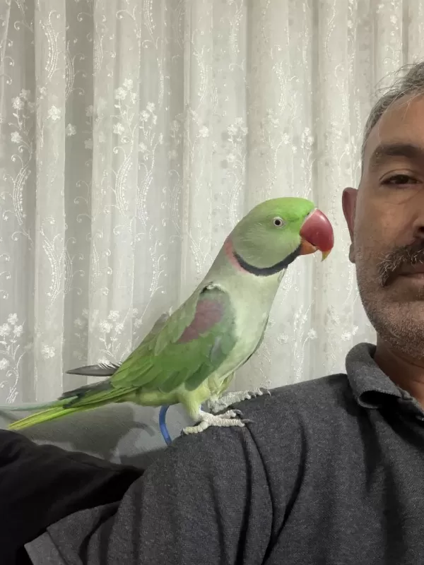 Tam Bir Beyefendi Akıl Küpü Alexander Papağanı