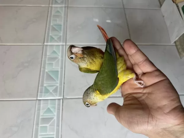 El Besleme Konur Papağani