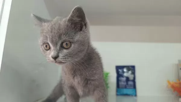İrk Ve Sağlik Garanti Orjinal British Shorthair
