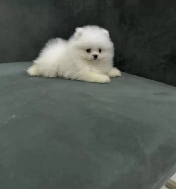 Pomeranian Boo Yavrusu
