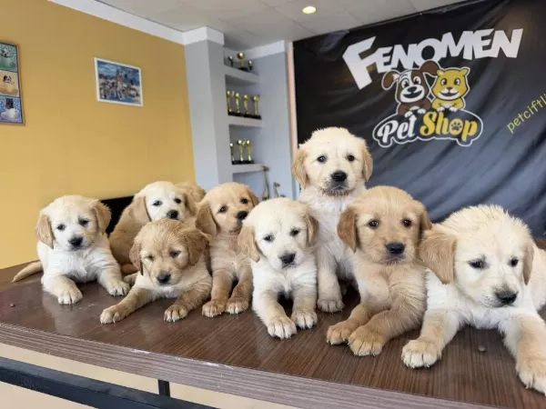 Baby Face Golden Retriewer Yavrulari Safkan Belgeli Ankara