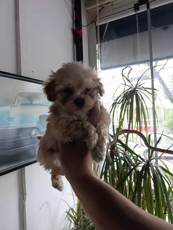Sevimli Maltipoo Bebekler