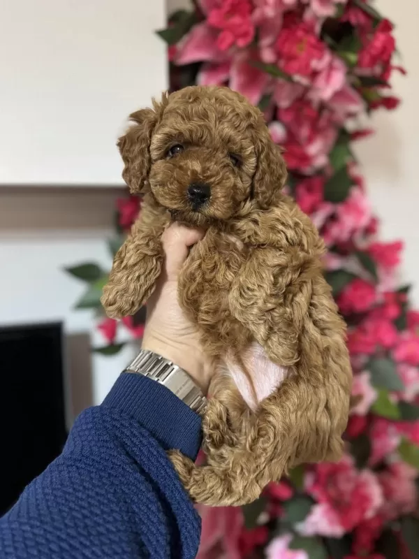 Toy Poodle Yavrularımız İlk Aşıları Yapıldı