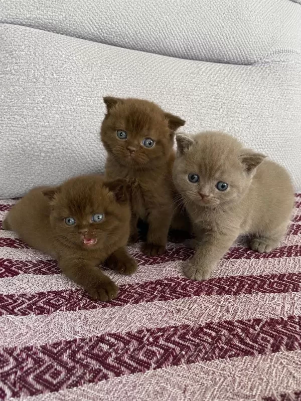 Cinnomon Ve Lilac British Shorthair Yavrular