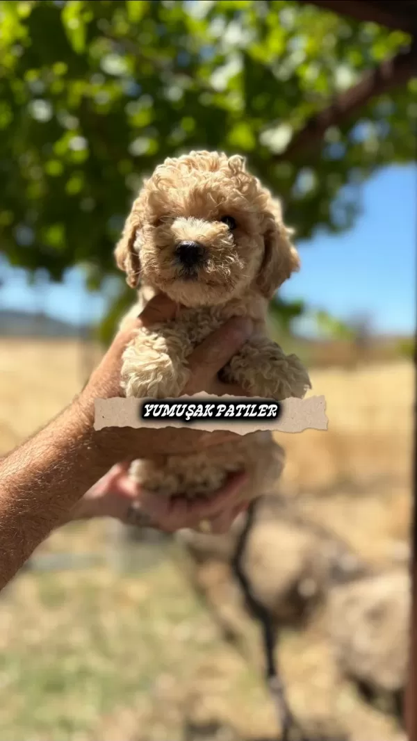 Toy Poodle Dişi Ve Erkek
