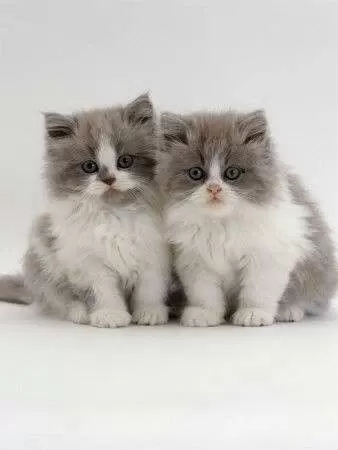 British Longhair Yavrular Evinizin Neşesi Olacaktır
